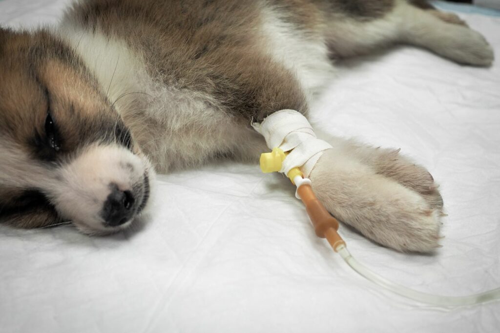 Puppy receiving infusion therapy