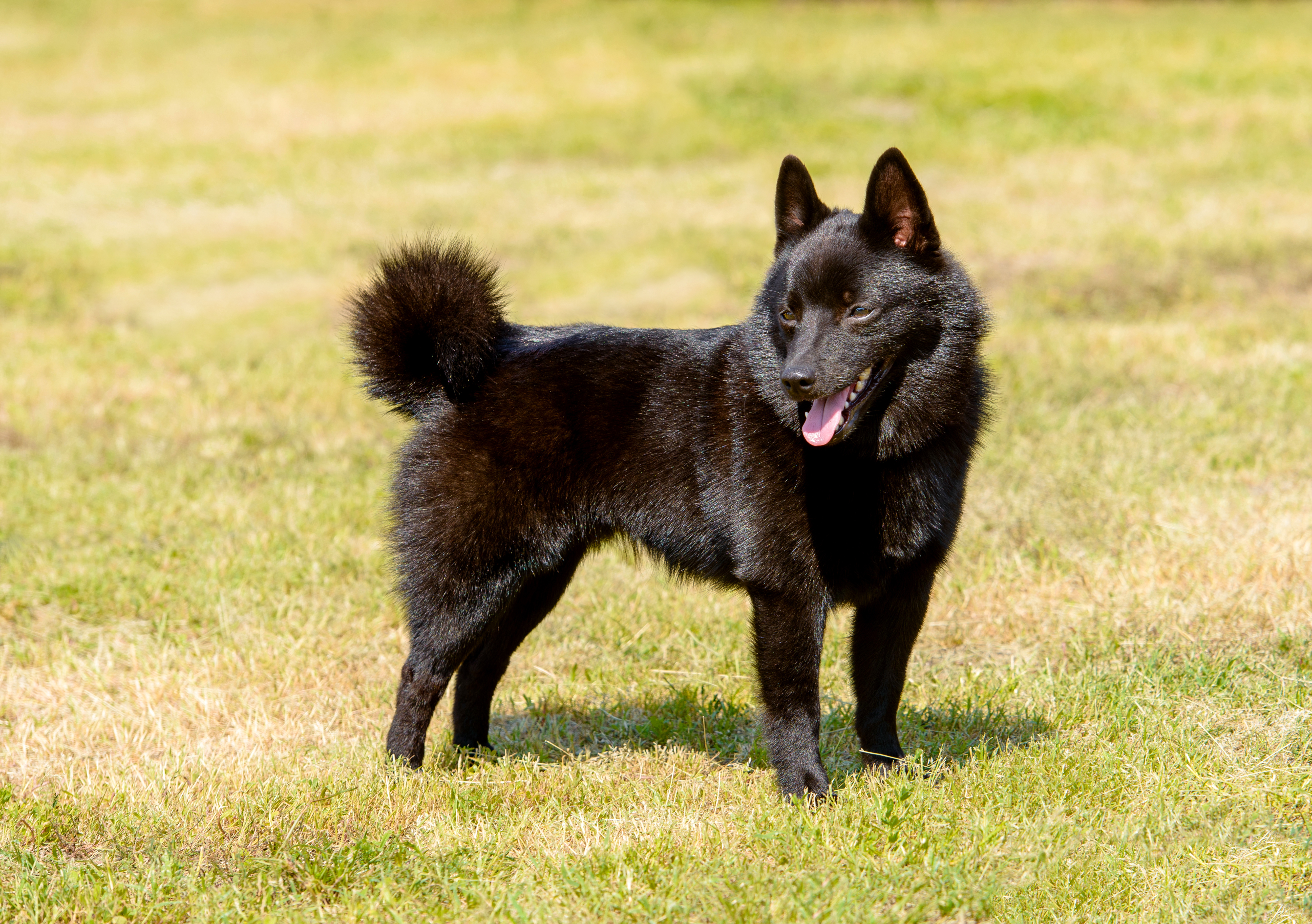 are schipperke the most intelligent dogs