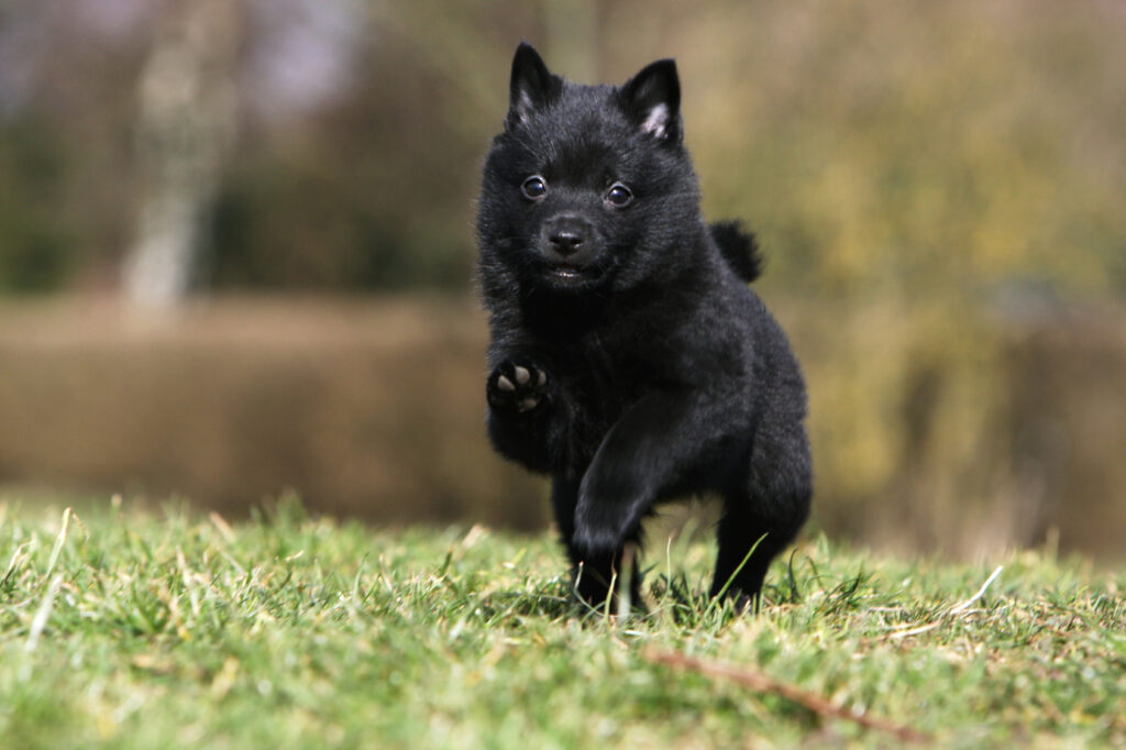 are schipperke the most intelligent dogs