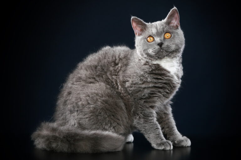 Selkirk Rex cat