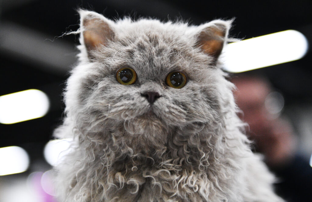 Selkirk Rex cat close-up Selkirk Rex cat close-up