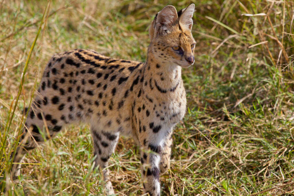 Serval hunting