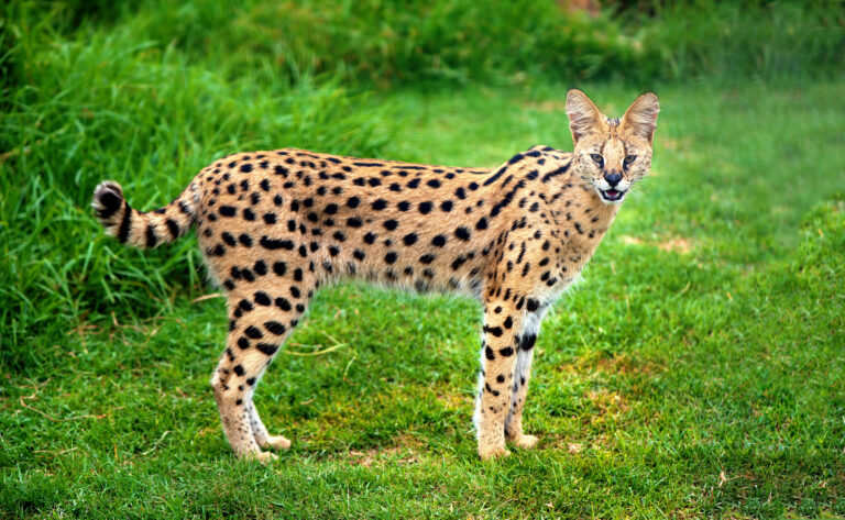 Serval in the grass