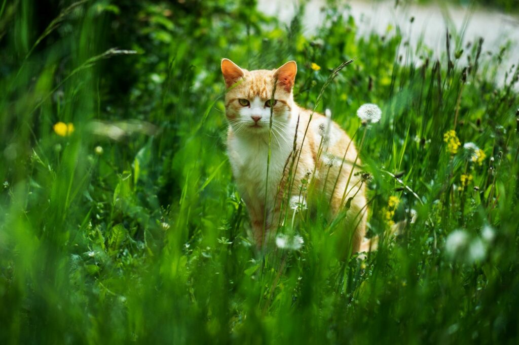 Outdoor ginger cat