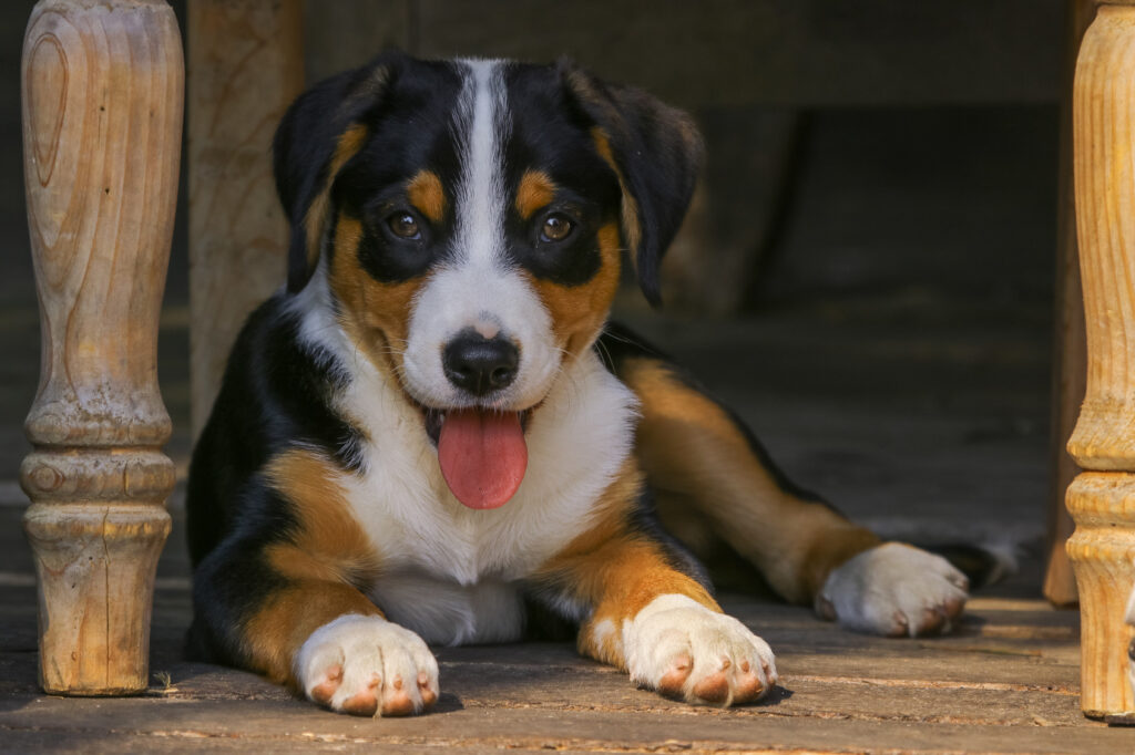 Appenzeller Mountain Dog Puppy