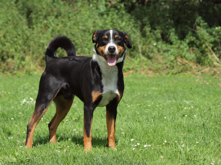 Appenzeller Mountain Dog on grass