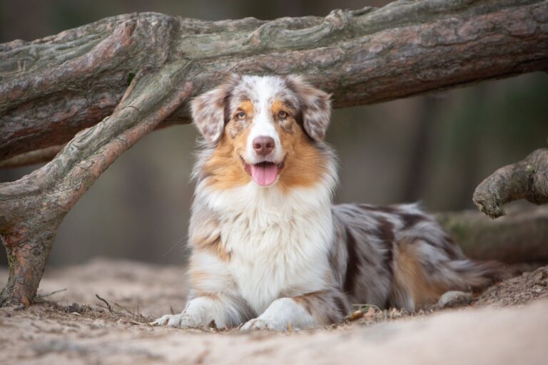 Australian Shepherd dog in nature in front of a tree