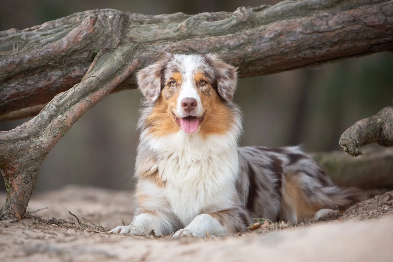 Full Grown Blue Merle Toy Aussie Buy Blue Merle Aussie With Tail 2025 Black  Friday, image size:1600x1067