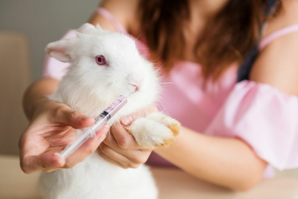 Rabbit receiving treatment for diarrhoea