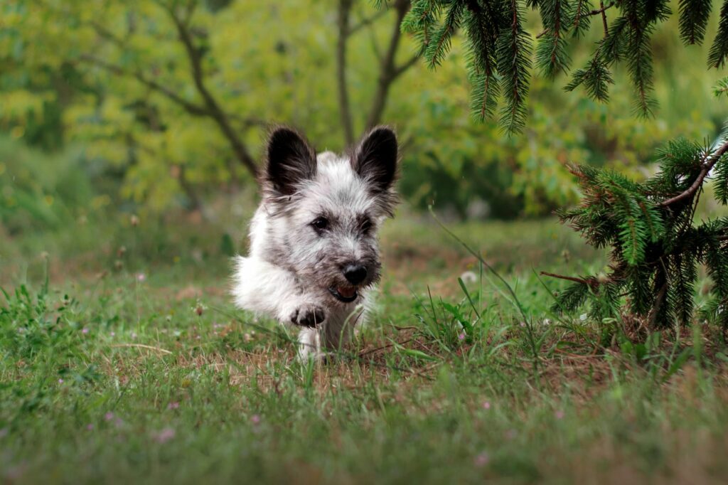 Skye Terrier Dog Breed