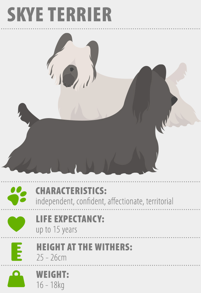 Skye Terrier fact sheet