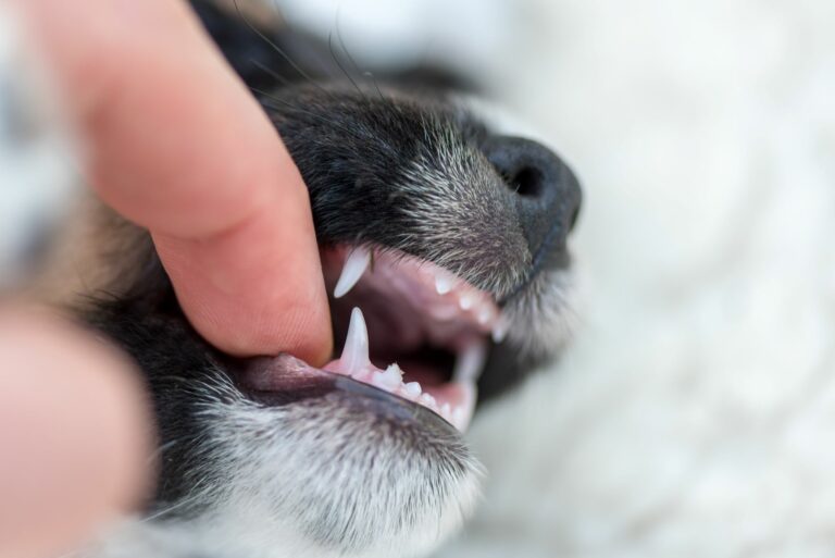 Teething in dogs
