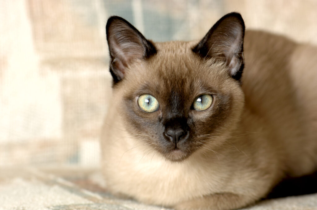 Tonkinese Cat