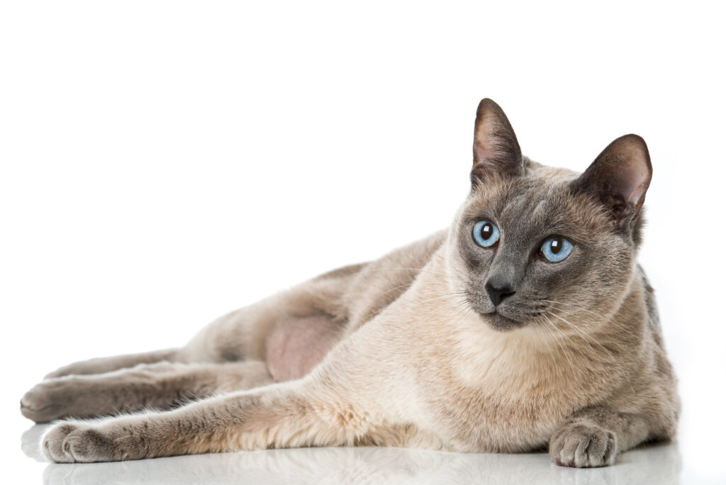 Tonkinese Cat Breed Tonkinese Cat Breed