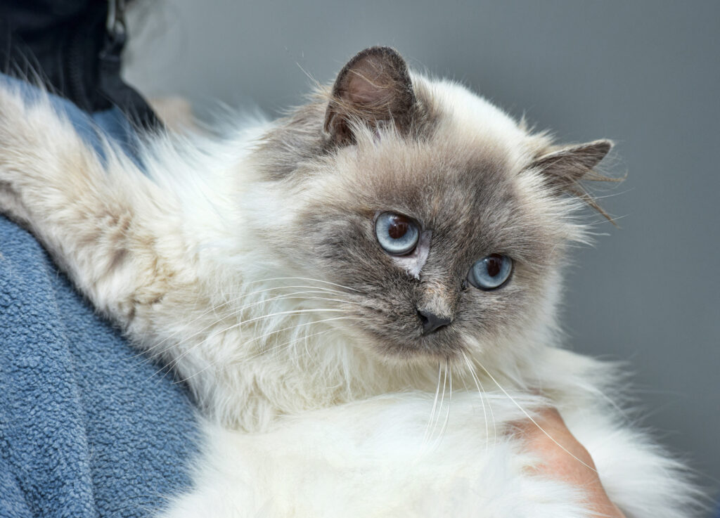 Blue Point Himalayan Cat Blue Point Himalayan Cat