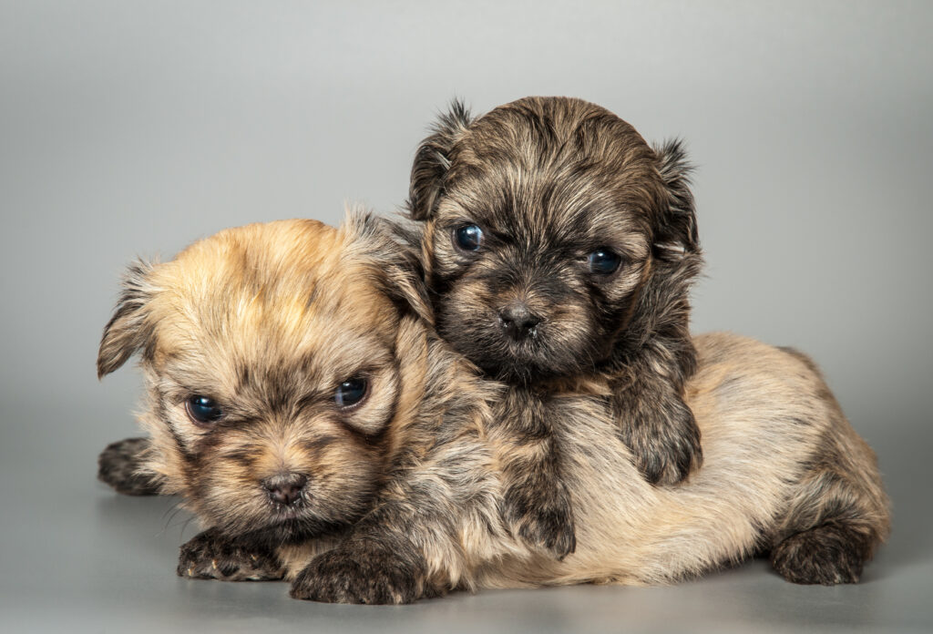 Bolonka Zwetna puppies