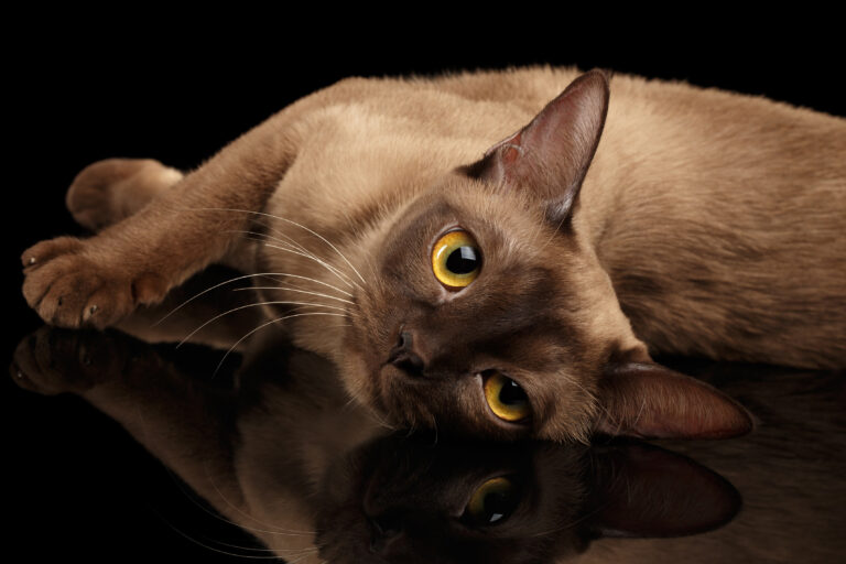 Burmese cat