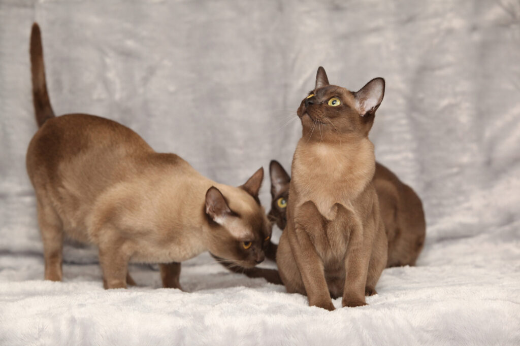 Burmese cats