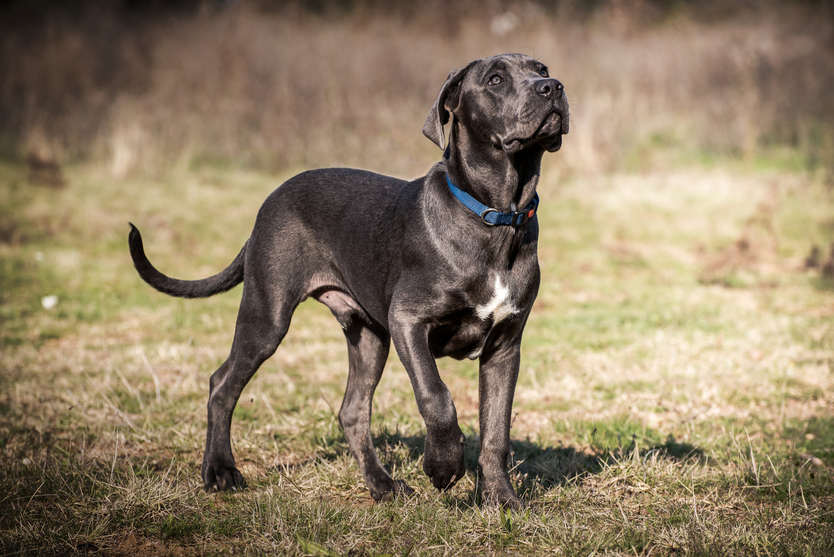 are cane corsos territorial