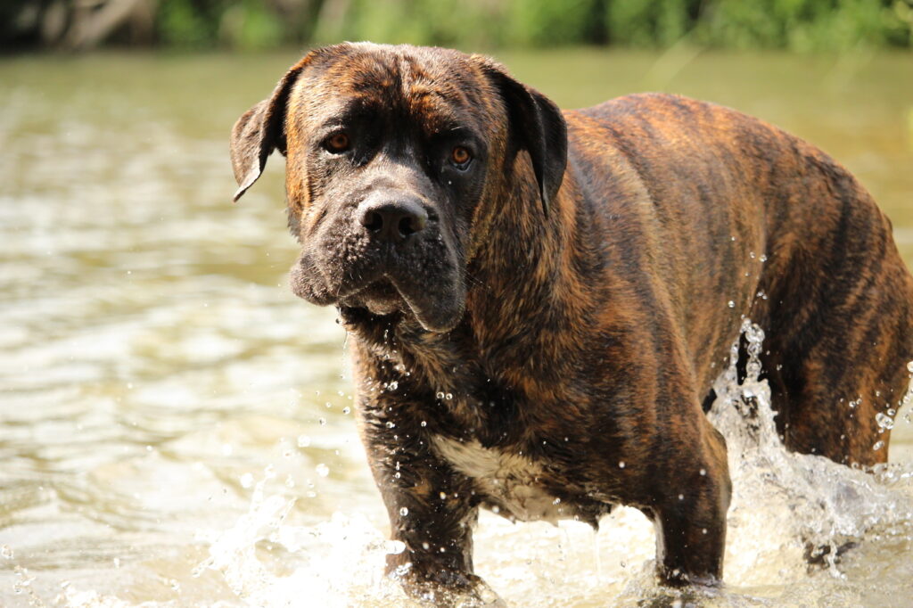 Cane Corso dog in water