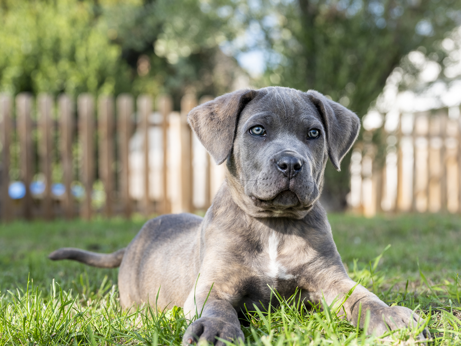 Cane Corso puppy
