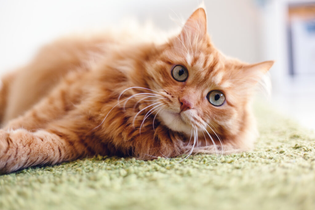 Cute and fluffy ginger cat