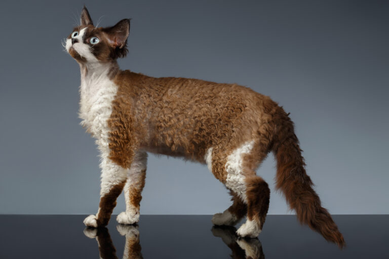 Devon Rex cat