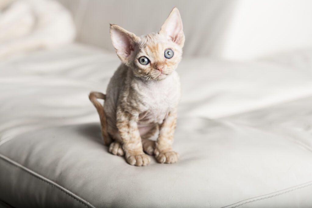 Devon Rex cat breed Devon Rex cat breed
