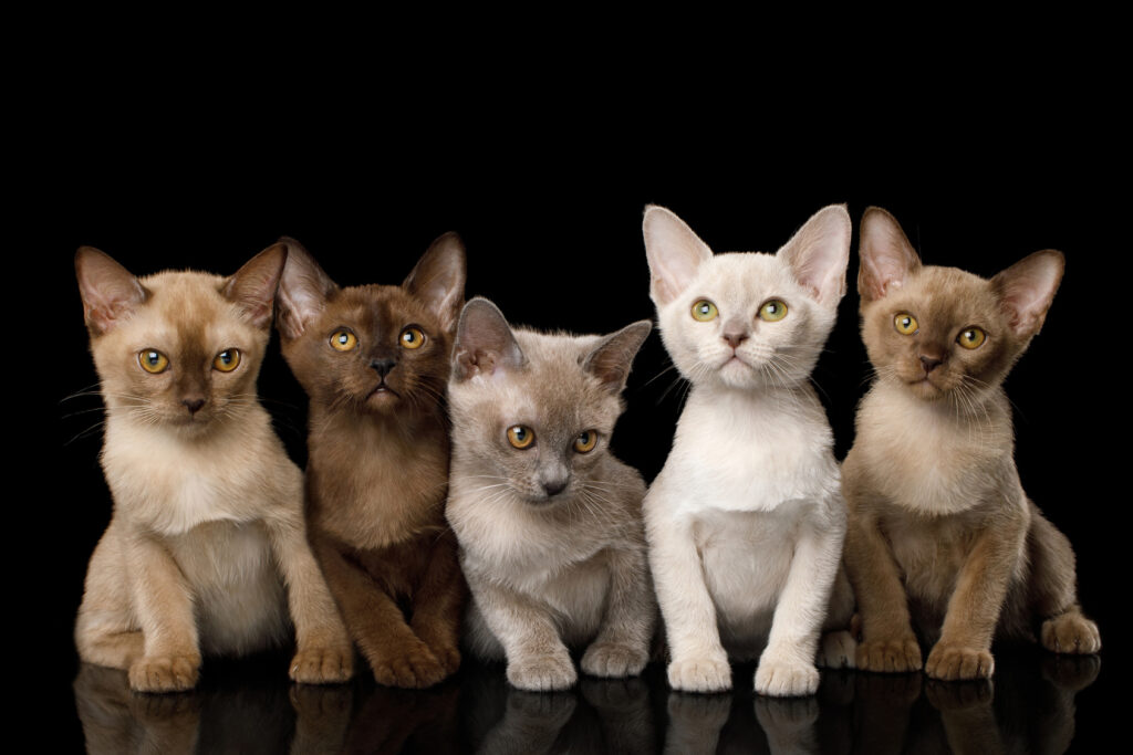 Different coloured Burmese kittens