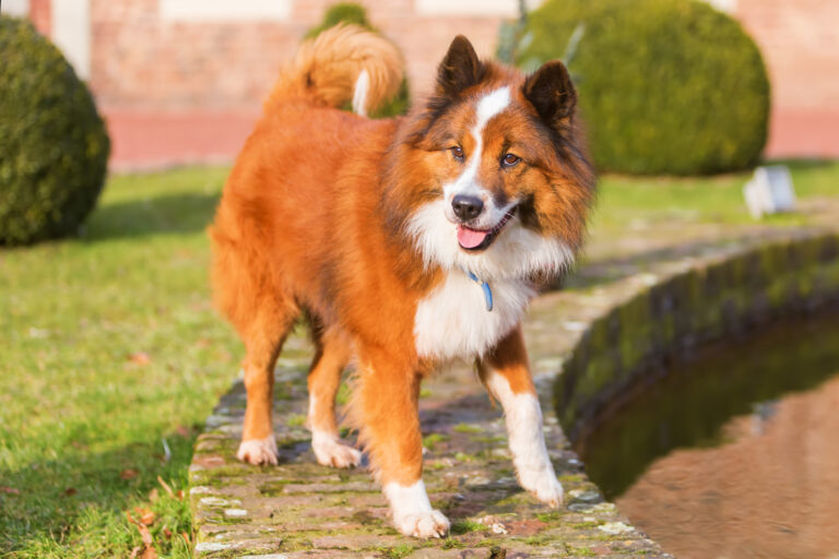 Elo dog standing on the border of a pond