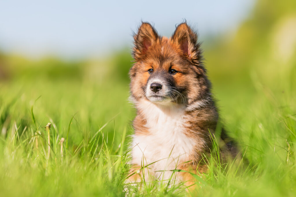 Portrait of an Elo puppy