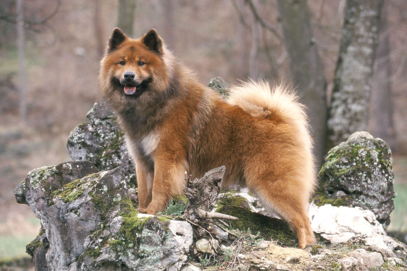 Eurasier shop husky mix