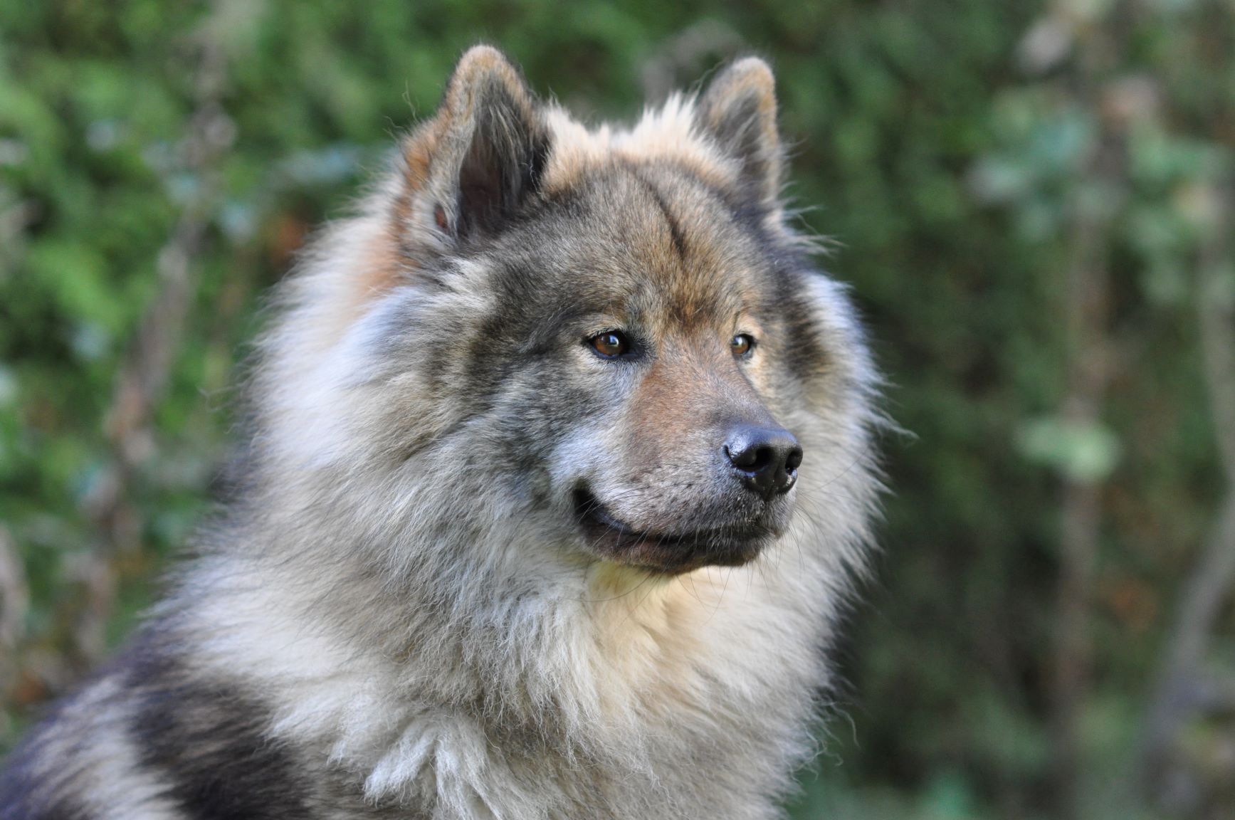 Eurasier Dog Breeds Zooplus Magazine