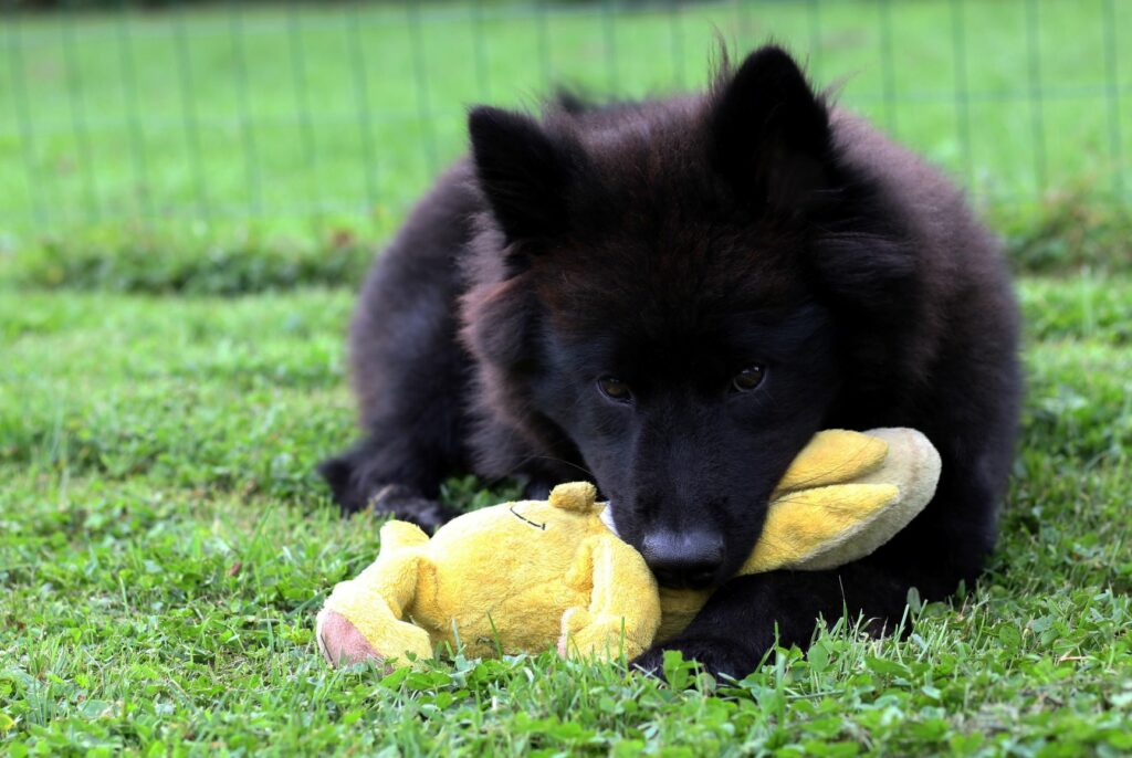 Eurasier with Toy