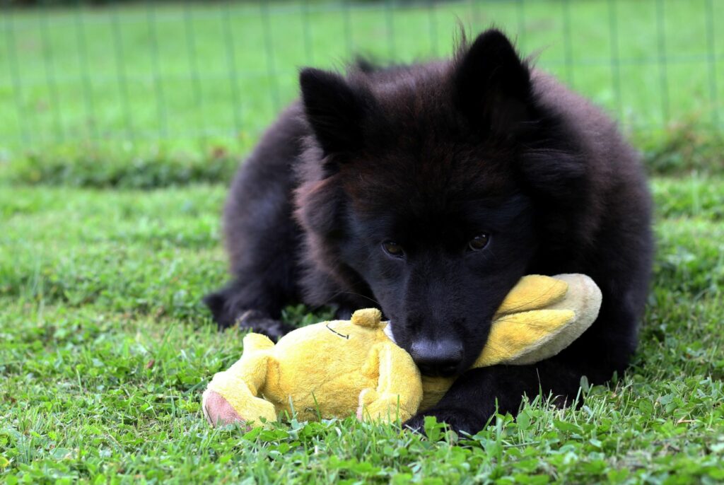 Eurasier with Toy Eurasier with Toy