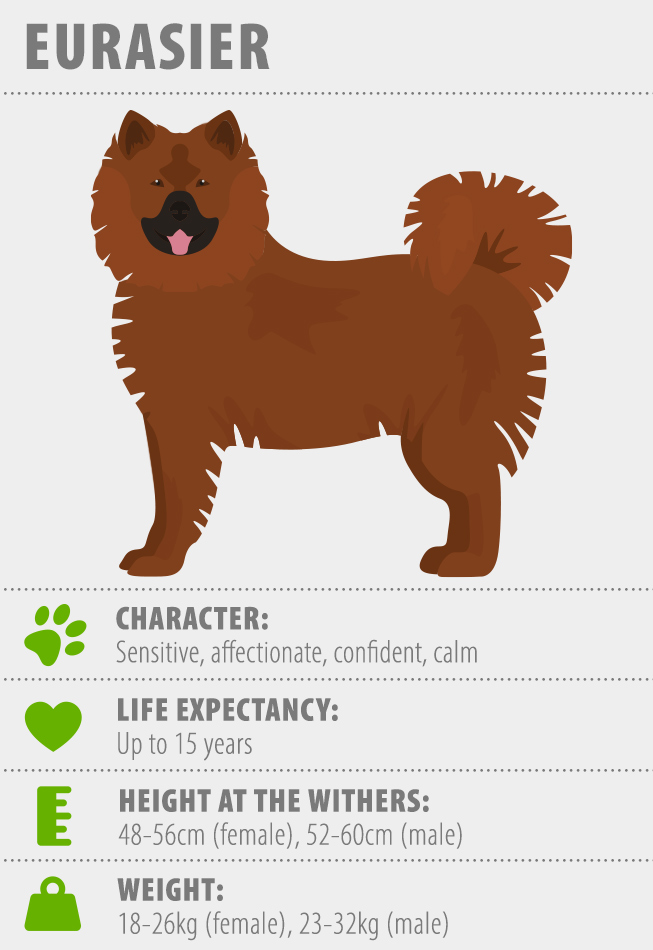 Eurasier facts