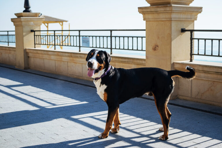 Greater Swiss Mountain Dog