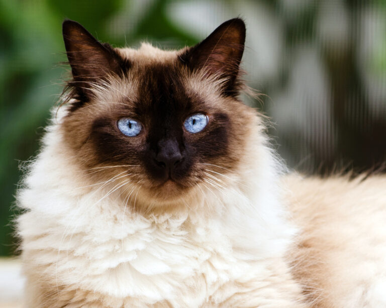 Himalayan Cat