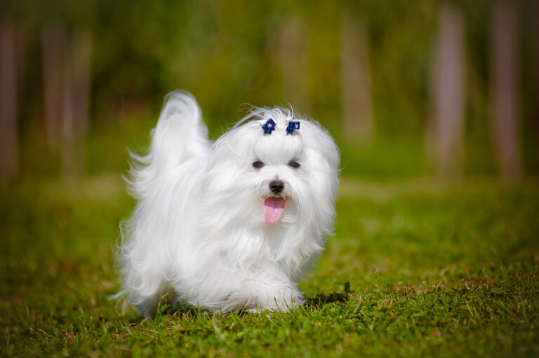 Maltese dog breed