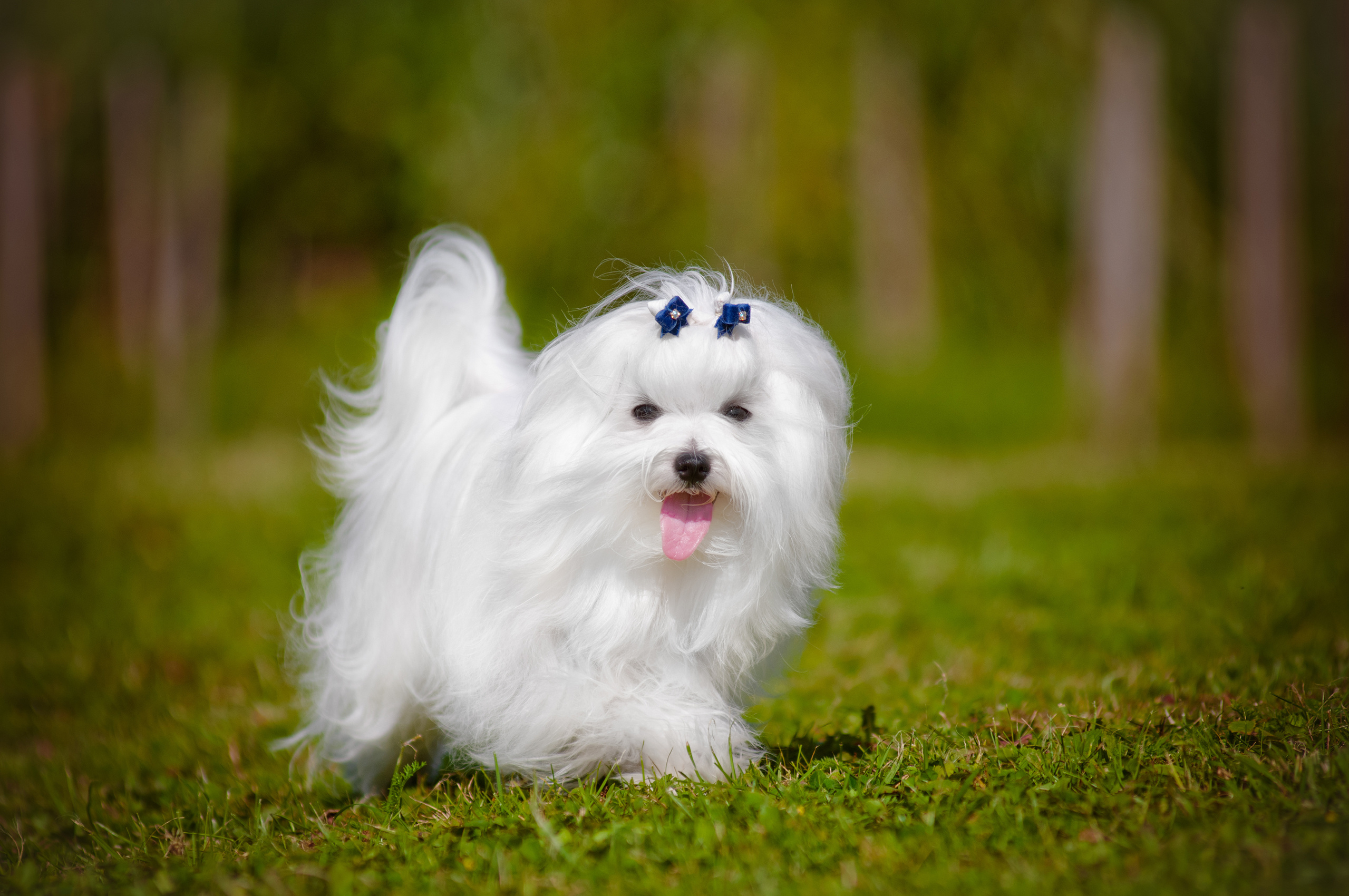 are maltese terrier cat friendly