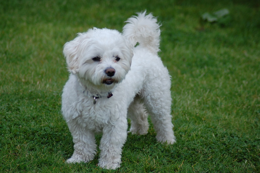 Maltese dog on the grass