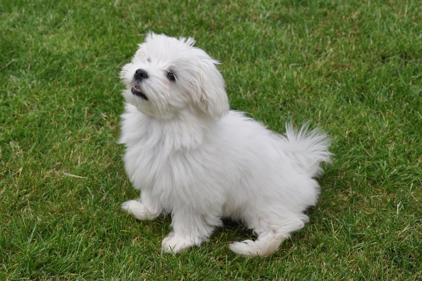 Maltese puppy