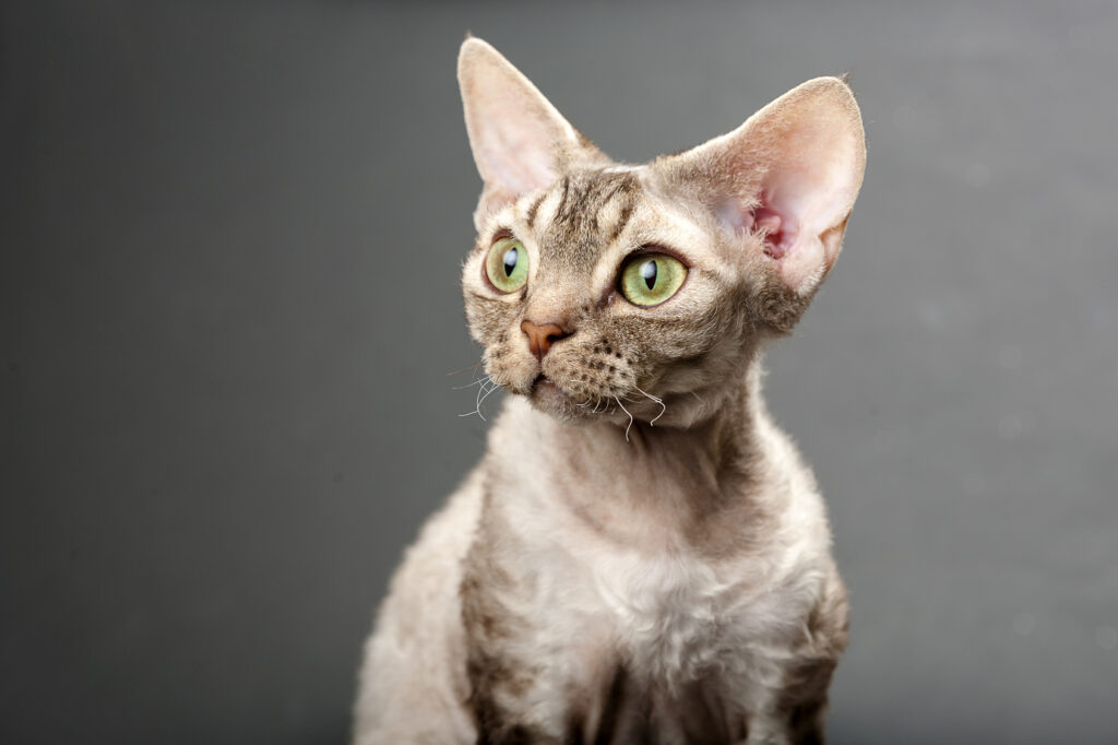 Portrait of a Devon Rex