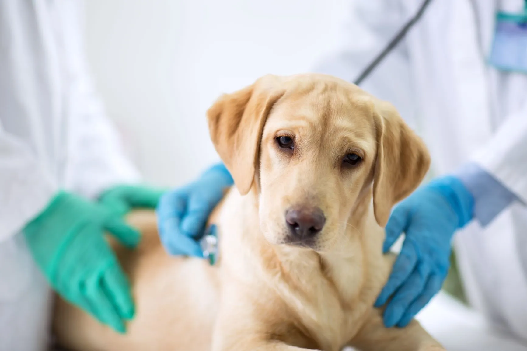 Unwell Dog