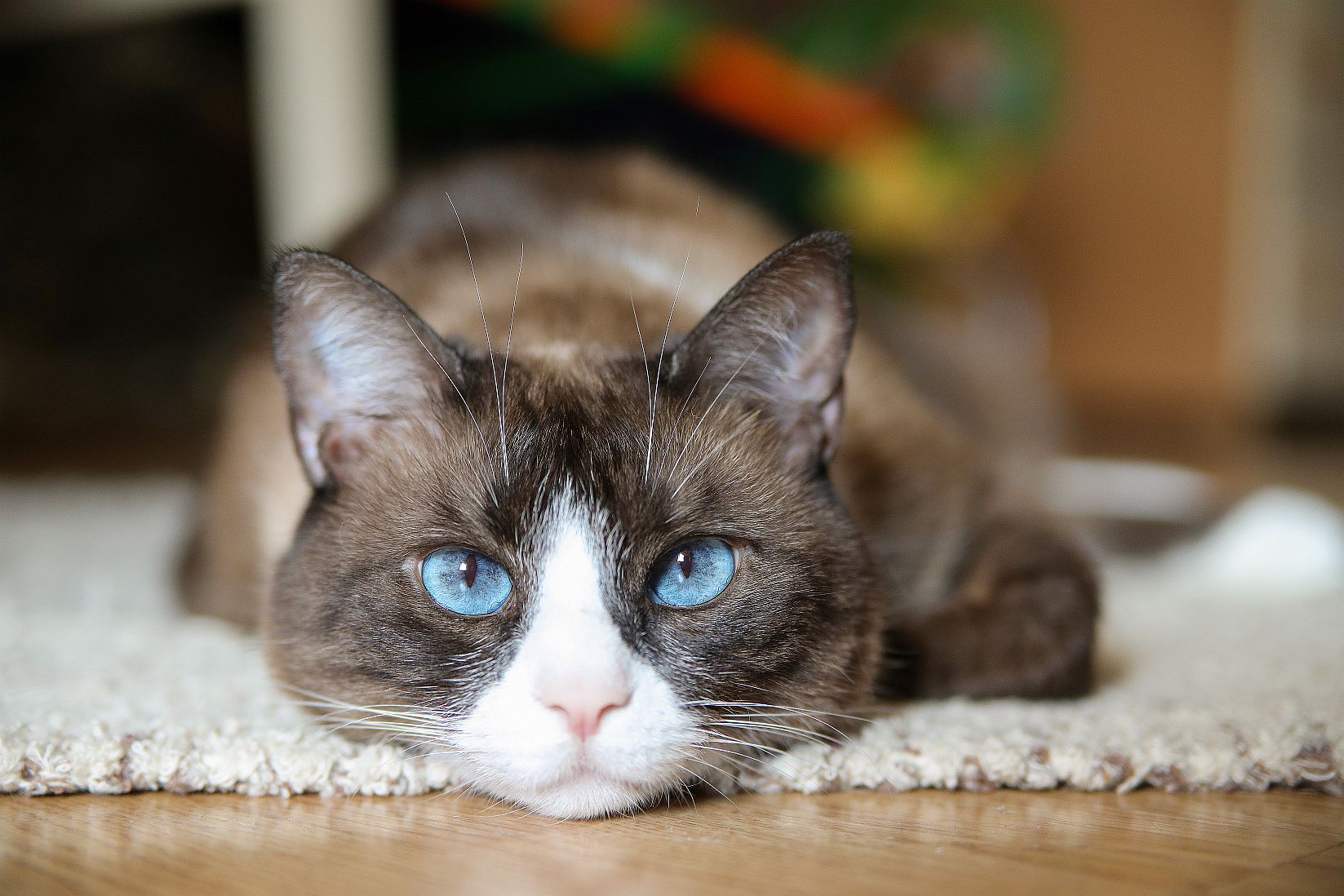 Snowshoe Breed Info & Advice zooplus Magazine
