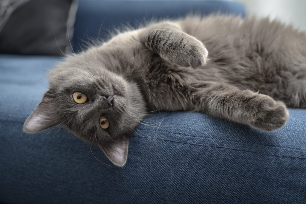 A playful nebelung