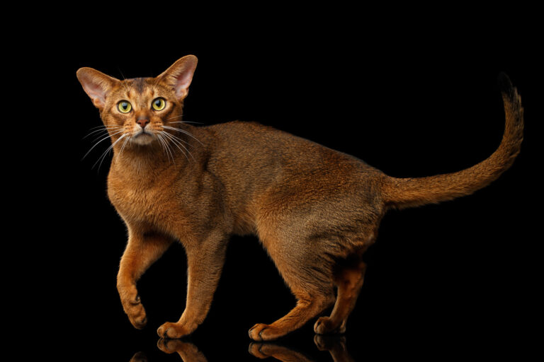 Abyssinian cat Abyssinian cat