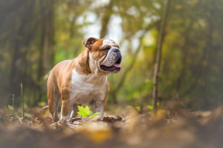 English bulldog in forest