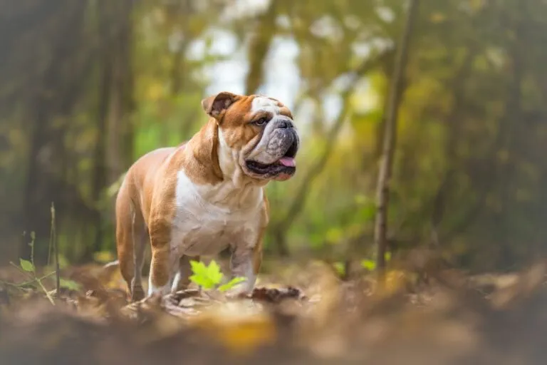 English bulldog in forest