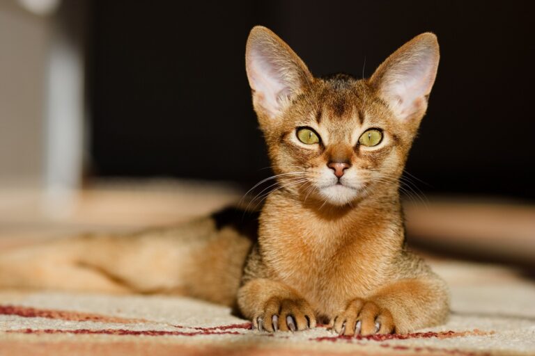 young Abyssinian cat